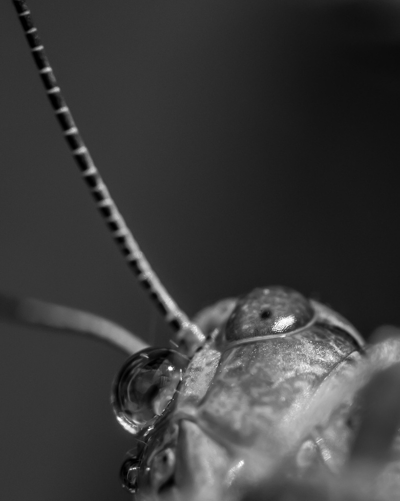 Grasshopper by aecasey