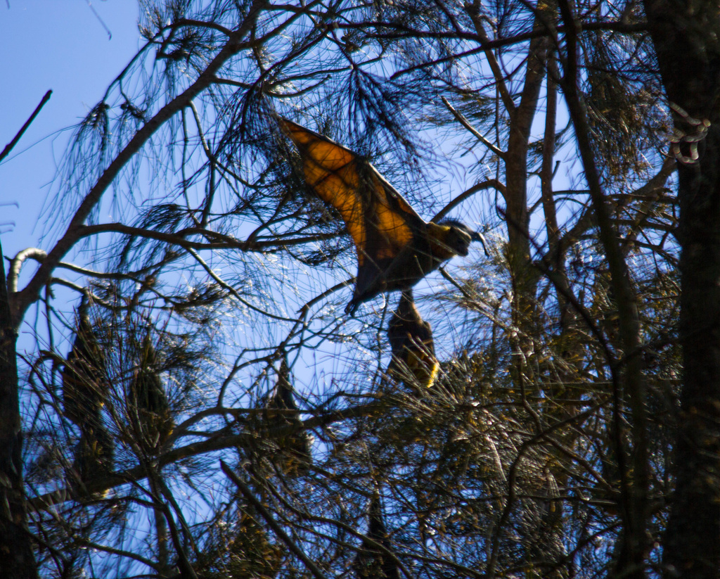 Flying Fox by goosemanning