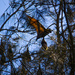 Flying Fox by goosemanning