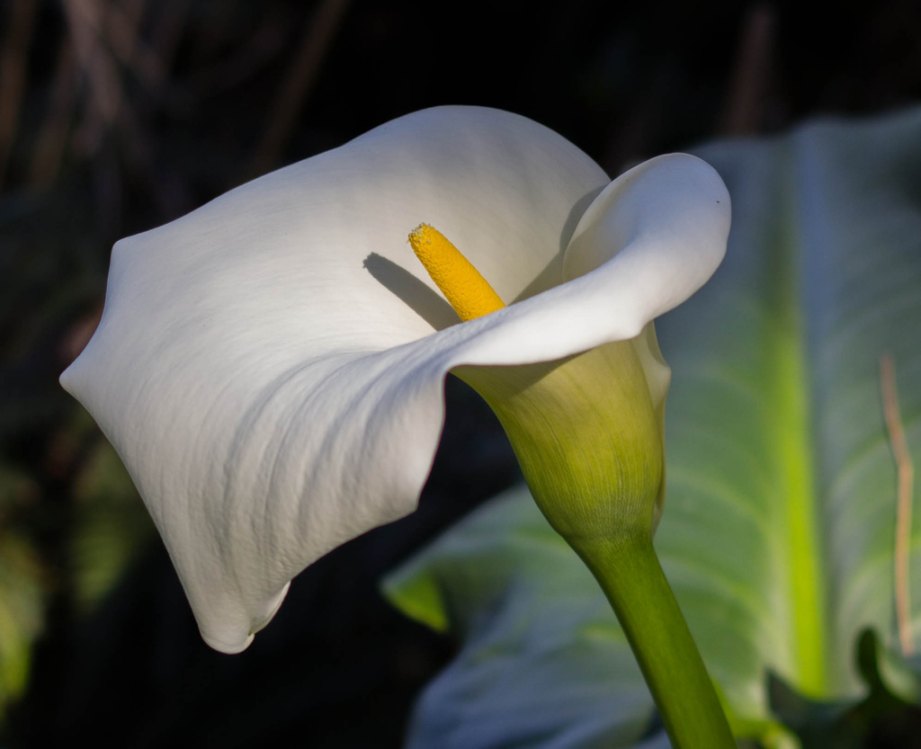 Arum Lily by goosemanning