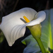 Arum Lily by goosemanning