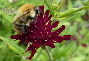 14th Aug 2013 - bee on Macedonian scabious 