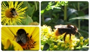 14th Aug 2013 - Bees Collage