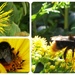 Bees Collage by beryl