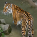 Tiger, Tiger by harveyzone