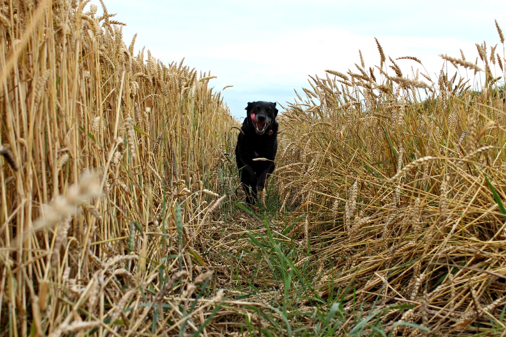 The wheat run. by happypat