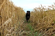 14th Aug 2013 - The wheat run.