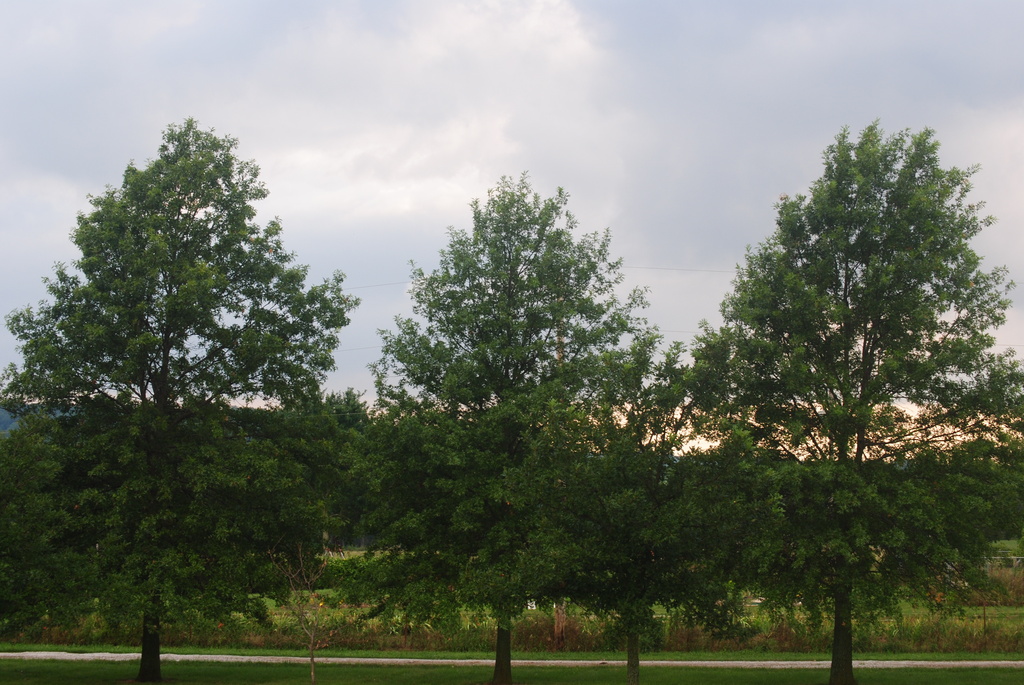 Oak Trees Standing Tall by genealogygenie