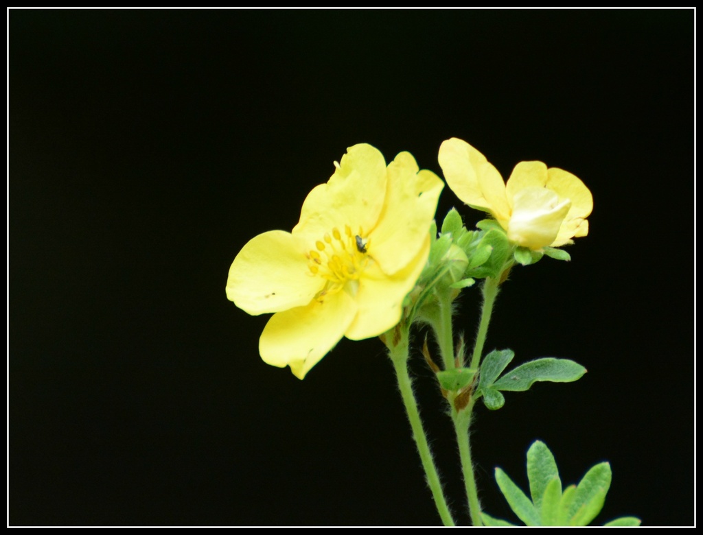 Yellow flower by rosiekind
