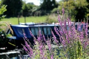 14th Aug 2013 - Along the riverbank