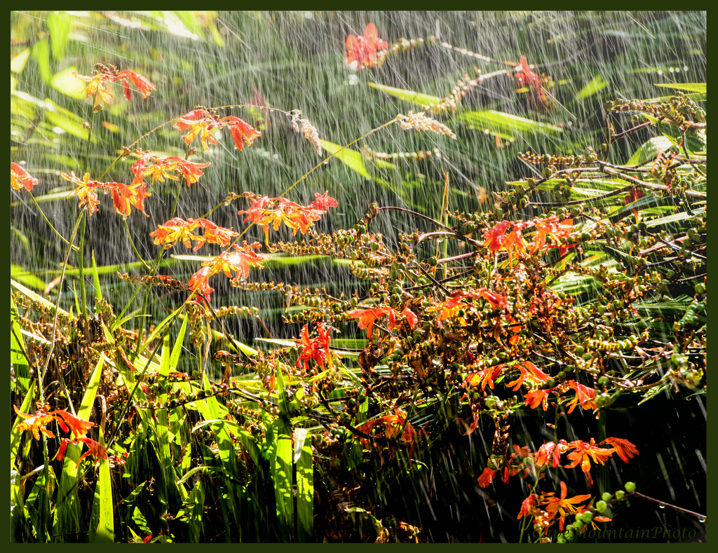 Crocosmia In the Rain by jgpittenger