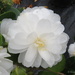 Camellia 'K Sawada' by kiwiflora
