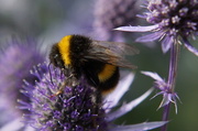 13th Aug 2013 - SEE BEE ON SEA HOLLY