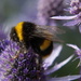 SEE BEE ON SEA HOLLY by markp