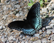 14th Aug 2013 - Red-spotted Purple