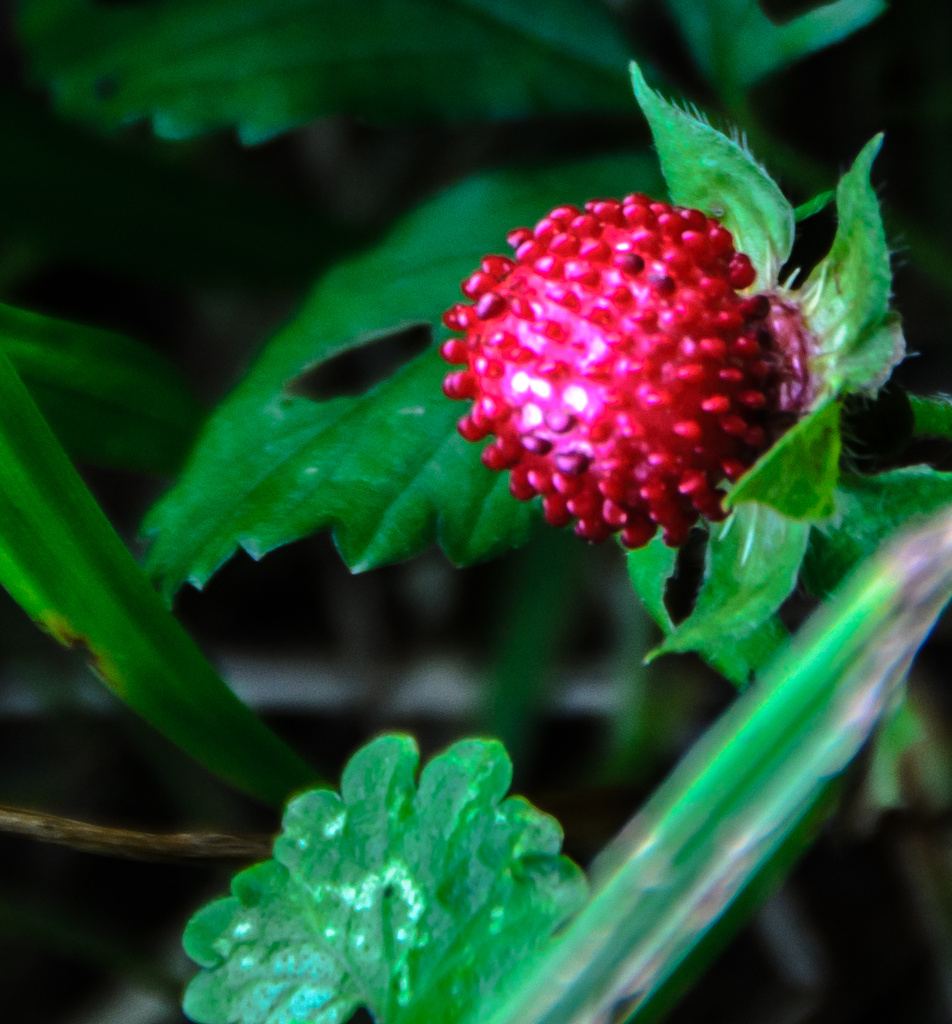 Wild Strawberry by kathyladley