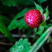 Wild Strawberry by kathyladley