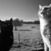 Farm Cats by wenbow