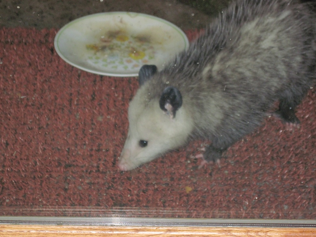 Possum at the door by Weezilou