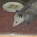 Possum at the door by Weezilou