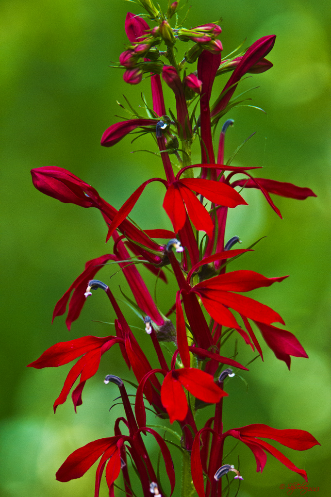 Cardinal Flower by skipt07