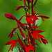Cardinal Flower by skipt07