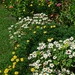 Flower bed at Magnolia Gardens, Charleston, SC by congaree