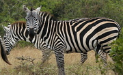 22nd Jul 2013 - Zebra-Aberdares National Park Kenya.