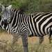 Zebra-Aberdares National Park Kenya. by padlock