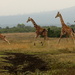 Giraffe family on the move-Aberdares NP Kenya by padlock