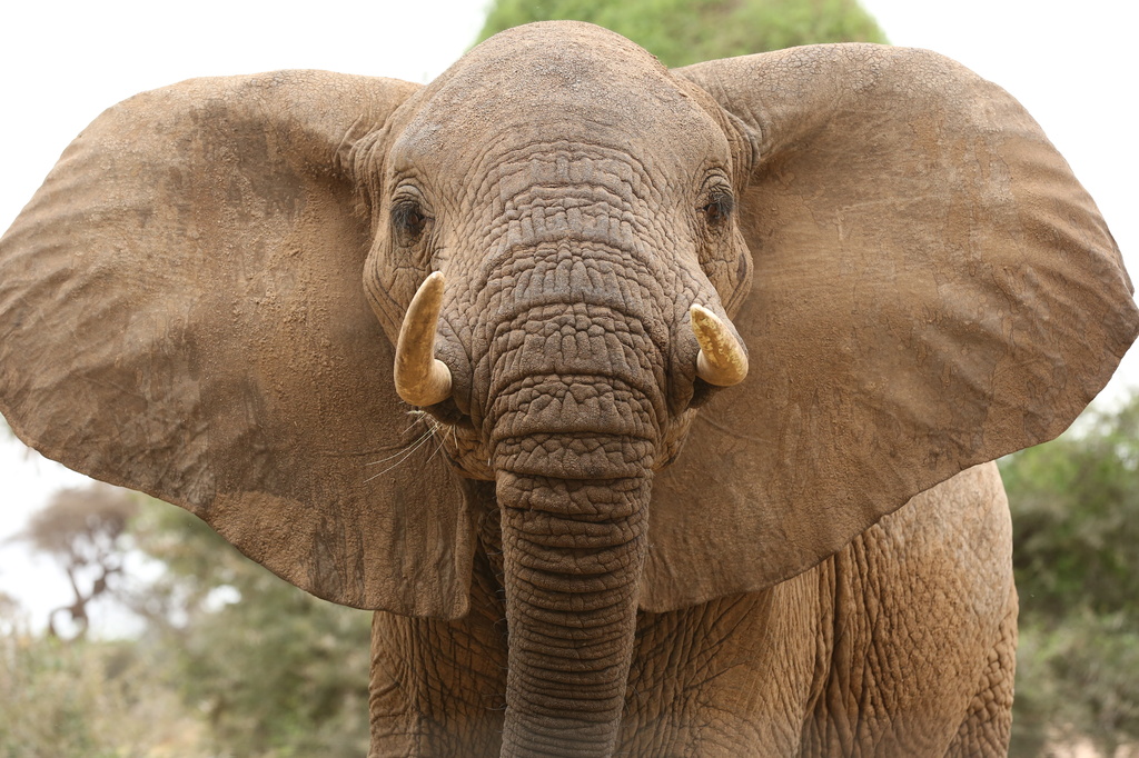 Are you looking at me!!! Samburu National Reserve by padlock