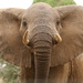 Are you looking at me!!! Samburu National Reserve by padlock