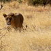 This is my domain!! Lioness-Samburu Nat'l Reserve  by padlock