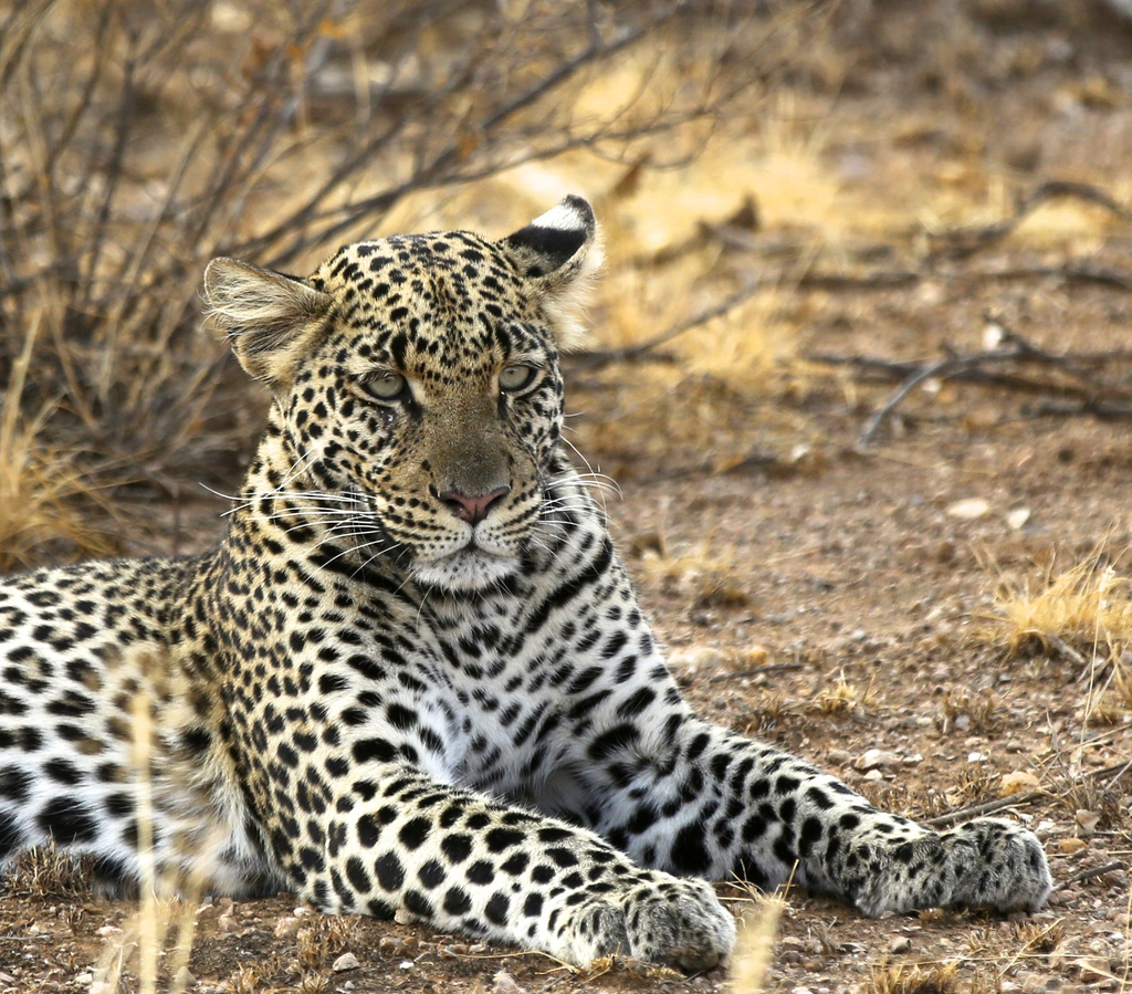 Majestic Leopard-Samburu Nat'l Reserve by padlock