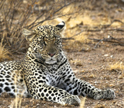 24th Jul 2013 - Majestic Leopard-Samburu Nat'l Reserve