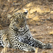 Majestic Leopard-Samburu Nat'l Reserve by padlock