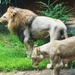 Zoo Atlanta by margonaut
