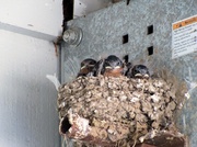 15th Aug 2013 - Barn swallow babies.