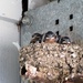 Barn swallow babies. by maggie2