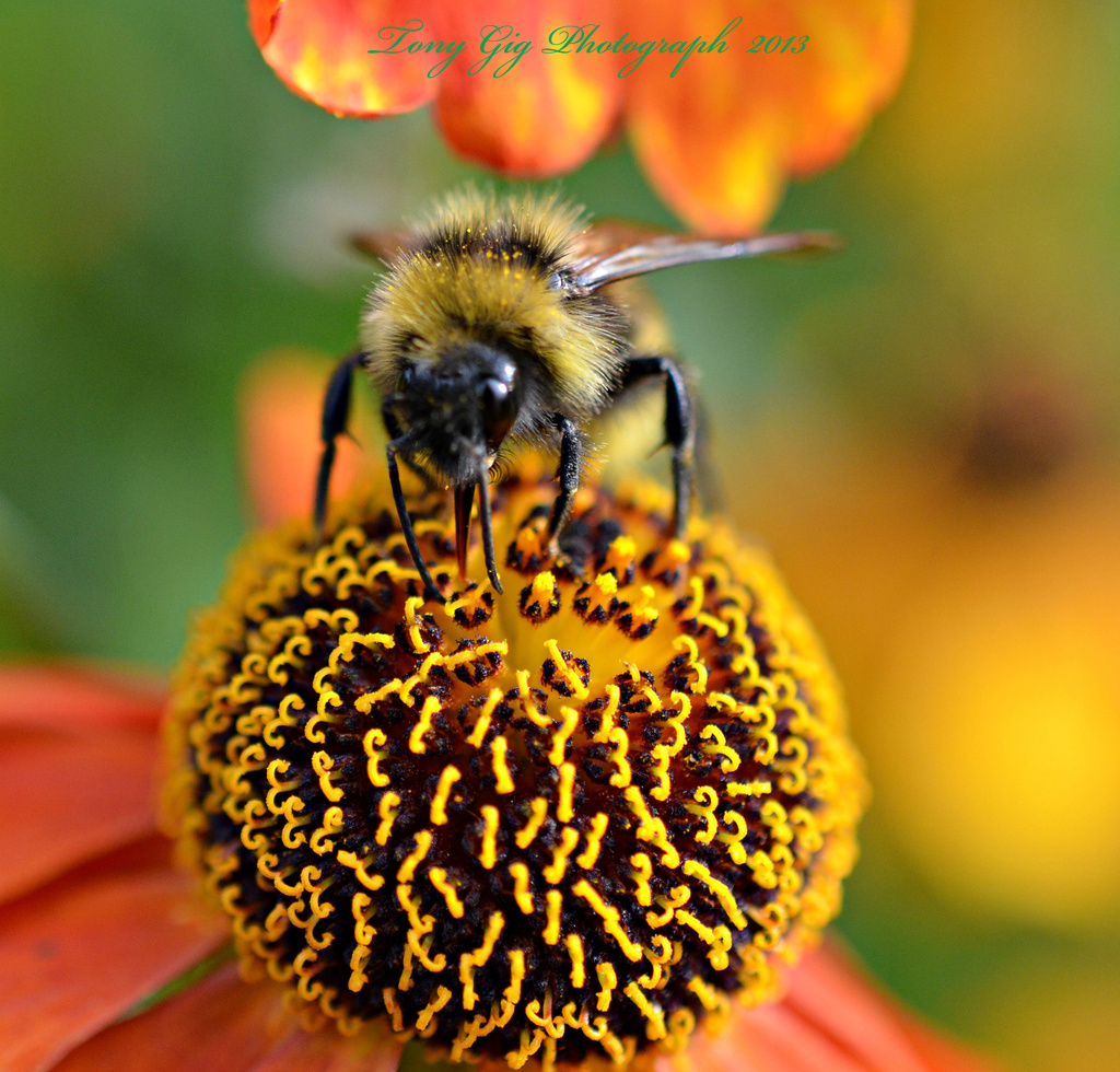 Helenium With Bee by tonygig