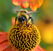 15th Aug 2013 - Helenium With Bee