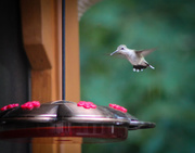 15th Aug 2013 - Hummingbird