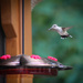 Hummingbird by tara11