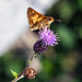 Moth with Long Straw by gardencat