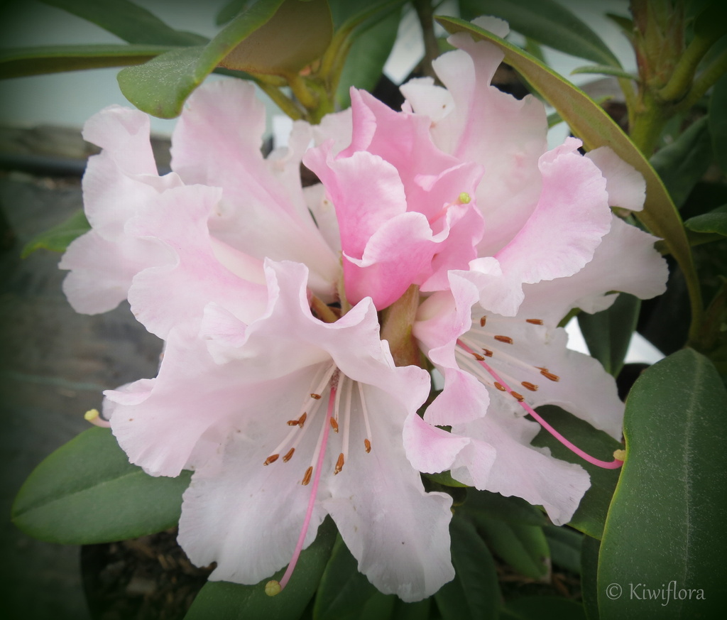 Rhododendron 'Christmas Cheer' by kiwiflora