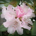 Rhododendron 'Christmas Cheer' by kiwiflora