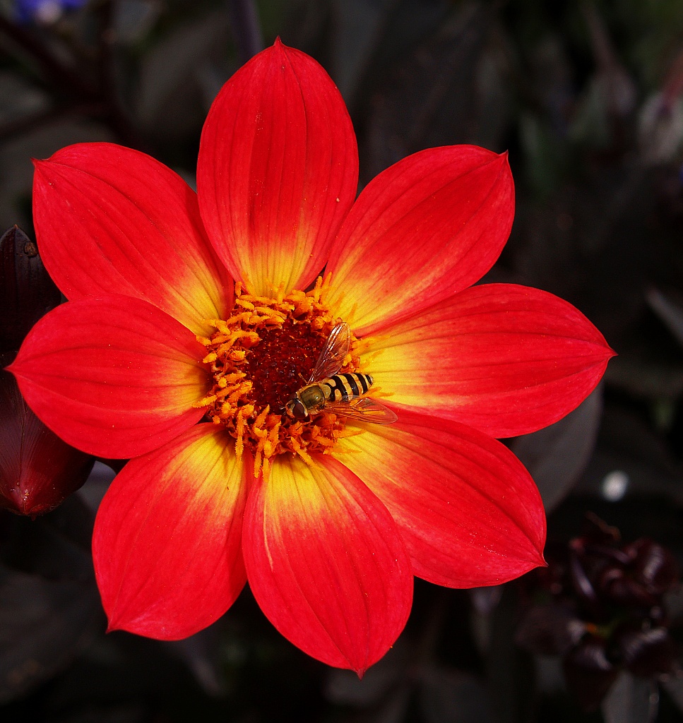 Red flower by rich57