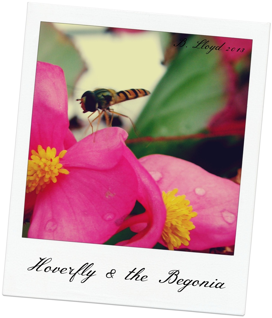 Hoverfly & the begonia  by beryl