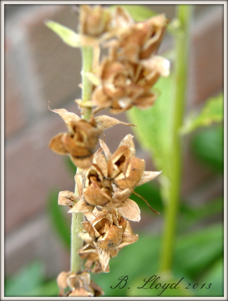 Flower seed-head  by beryl