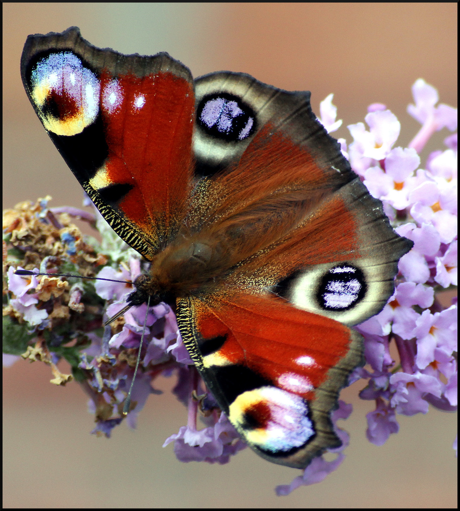 Peacock on Buddleia  by phil_howcroft